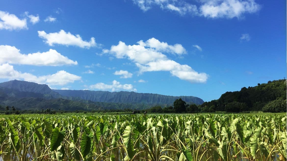 tarotpotato_kauai